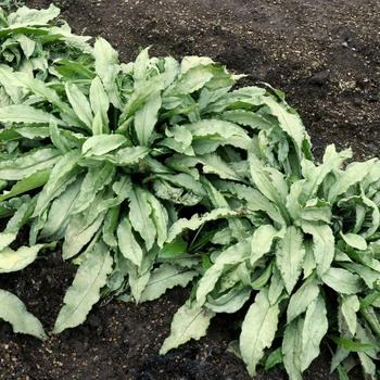 Pulmonaria 'Silver Scimitar' (212464)