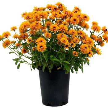 Rudbeckia 'Lion Cub' (212466)