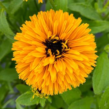 Rudbeckia 'Lion Cub' (212468)