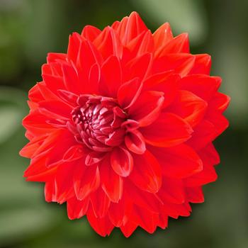 Dahlia 'Karma Amora Bright Scarlet' (212622)