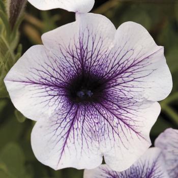 Petunia Sanguna® '' (213547)