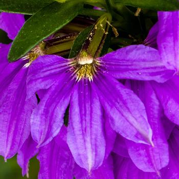 Scaevola aemula Bombay® 'Dark Blue' (213836)