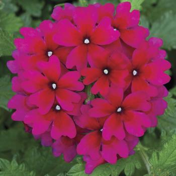 Verbena Lanai® '' (213862)