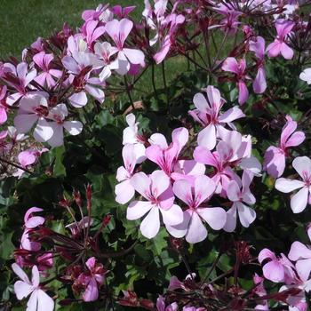 Pelargonium Caldera™ 'Lavender Glow' (213981)