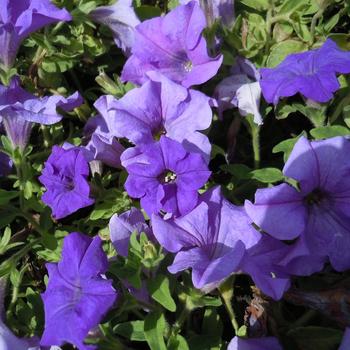 Petunia Surfinia® 'Heavenly Blue' (213983)