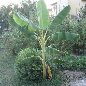 Musa acuminata 'Orinoco' 