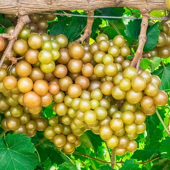 Vitis rotundifolia 'JB06-43-6-22' 