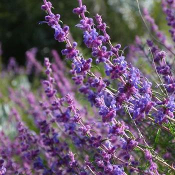 Trichostema lanatum