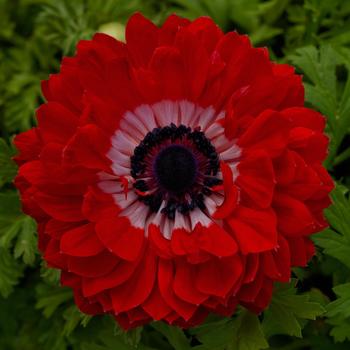 Anemone coronaria 'Harmony Double Scarlet' (215310)