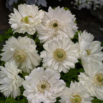 Anemone coronaria 'Harmony Double White' (215312)