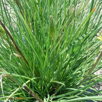 Kniphofia uvaria 'Glowstick' (215363)