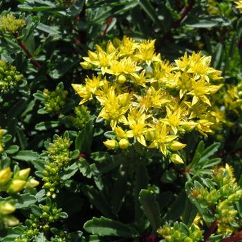 Sedum middendorffianum 'Yellow Diamonds' (215371)