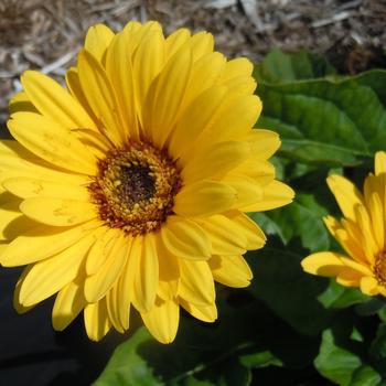 Gerbera Garvinea® 'Sweet Vibe' (215385)