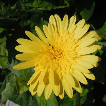 Gerbera Garvinea® 'Majestic Yellow' (215388)