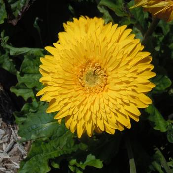 Gerbera jamesonii 'Patio Glorious Yellow' (215439)