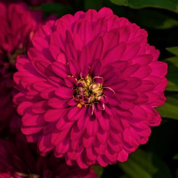 Zinnia marylandica Zydeco™ 'Cherry' (215444)