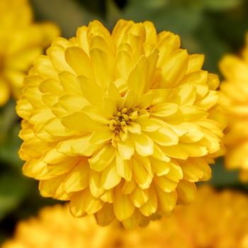 Zinnia marylandica Zydeco™ '' (215445)