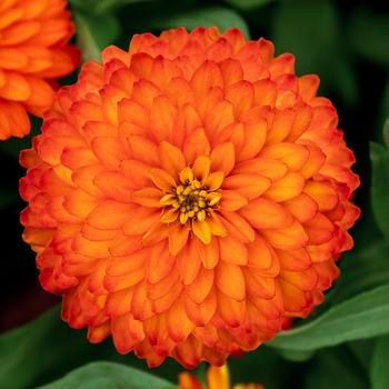 Zinnia marylandica Zydeco™ 'Fire' (215447)