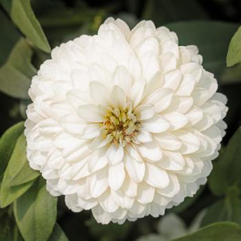 Zinnia marylandica Zydeco™ '' (215448)