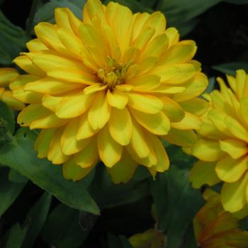 Zinnia marylandica Zydeco™ '' (215449)