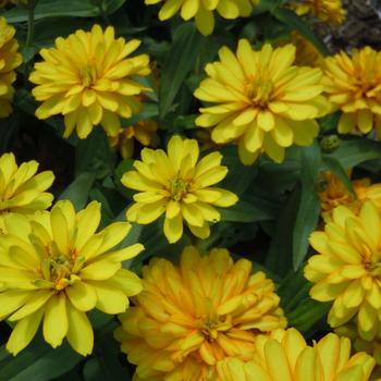 Zinnia marylandica Zydeco™ '' (215450)