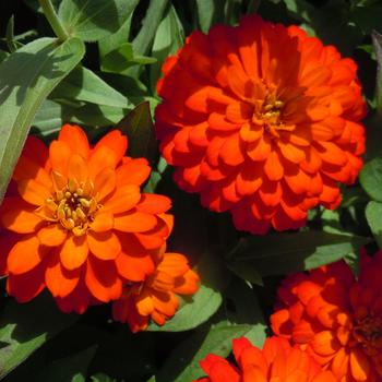 Zinnia marylandica Zydeco™ 'Fire' (215451)