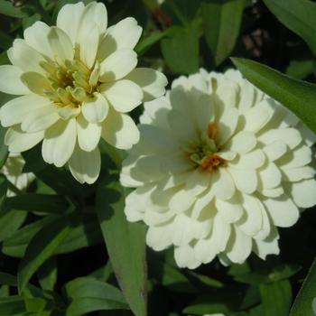 Zinnia marylandica Zydeco™ '' (215452)