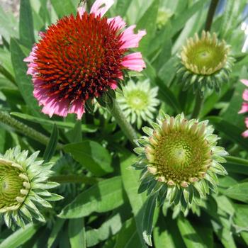 Echinacea purpurea SunMagic 'Vintage Lavender' (215467)