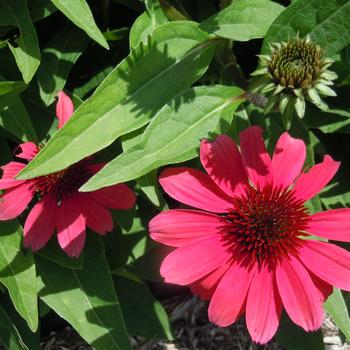 Echinacea purpurea SunMagic 'Vintage Pink' (215472)