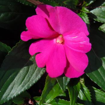 Impatiens hawkeri Magnifico 'Hot Pink' (215474)