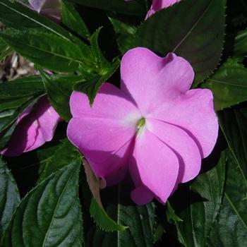 Impatiens hawkeri Magnifico 'Lavender' (215477)