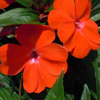 Impatiens hawkeri Magnifico 'Orange' (215479)