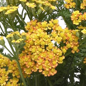 Achillea millefolium Milly Rock™ '' (215488)