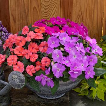 Impatiens SunPatiens® '' (215505)