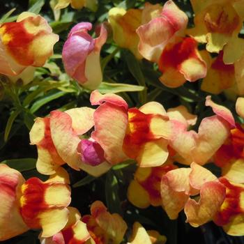 Antirrhinum majus nanum Snappy 'Peach Flame' (215755)