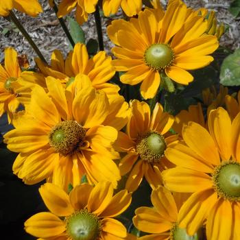 Rudbeckia hirta 'Amarillo Gold' (215769)