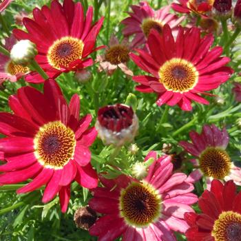 Argyranthemum Grandaisy® '' (215849)