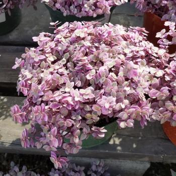 Callisia repens 'Pink Panther' 