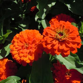 Zinnia elegans Zesty™ 'Orange' (216169)