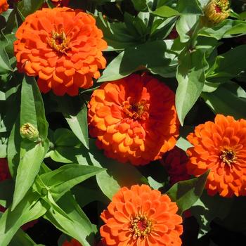 Zinnia elegans Zesty™ 'Orange' (216170)