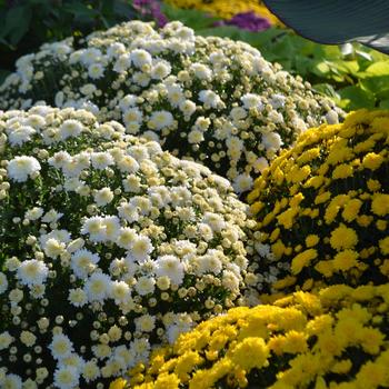 Chrysanthemum 'Multiple Varieties' (216270)