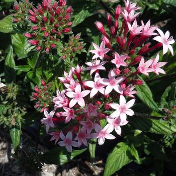 Pentas lanceolata Graffiti® 'Appleblossom' (216401)