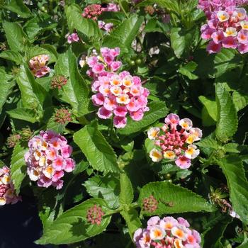 Lantana Heartland® 'Sunrise' (216430)