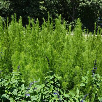 Eupatorium capillifolium 'Elegant Feather' (216452)