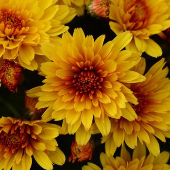 Chrysanthemum x morifolium 'Hot Spot Bronze' (216472)