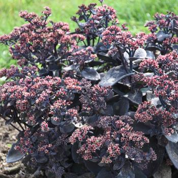 Sedum Rock 'N Grow® 'Back in Black' (216586)