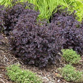 Sedum Rock 'N Grow® 'Back in Black' (216588)