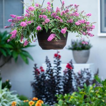 Buddleia davidii Baby Buzz™ 'Basket Pink' (216728)