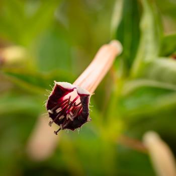 Cuphea 'Blackberry Sparkler' (216765)