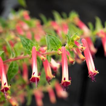 Cuphea 'Hummingbirds Lunch' (216767)